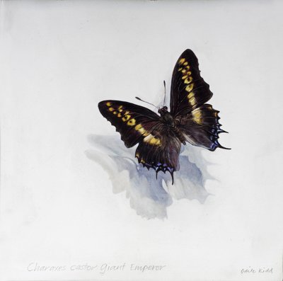 巨帝蓖麻（Charaxes castor），2014 年（石膏木板上的丙烯酸树脂 作者 奥迪尔·基德