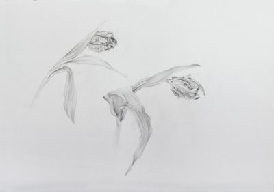 Estella rijnveld 2，2017（铅笔，墨盒纸） 作者 奥迪尔·基德
