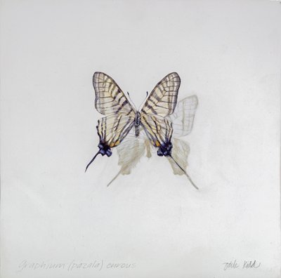 Graphium (Pazala) eurosus，2014 年（石膏粉木板上的丙烯酸树脂） 作者 奥迪尔·基德
