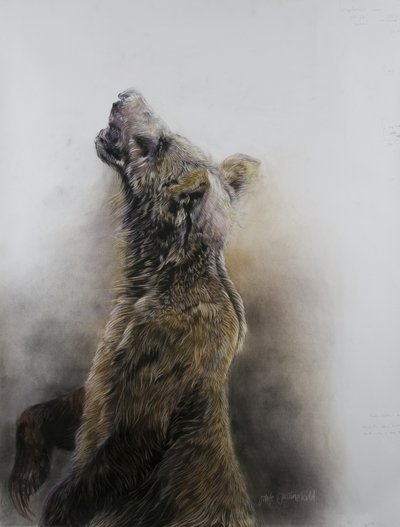 灰熊 3，2009 年（炭笔、轮廓线和粉笔画，法布里亚诺纸） 作者 奥迪尔·基德