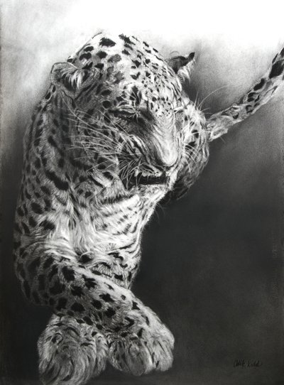 Panthera pardus 1，2009 年（法布里亚诺纸上的炭笔和轮廓线） 作者 奥迪尔·基德
