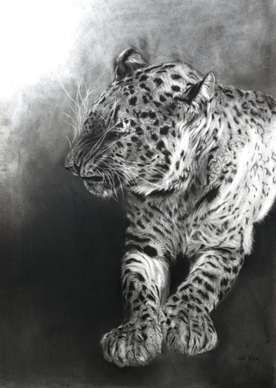 Panthera pardus 2，2009 年（法布里亚诺纸上的炭笔和轮廓线） 作者 奥迪尔·基德