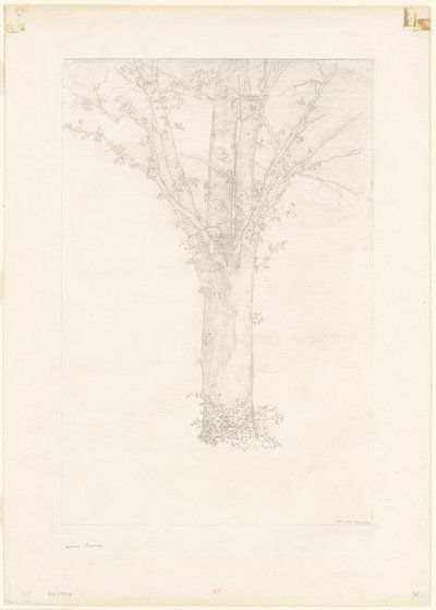 树 作者 奥迪隆·雷顿（Odilon Redon）