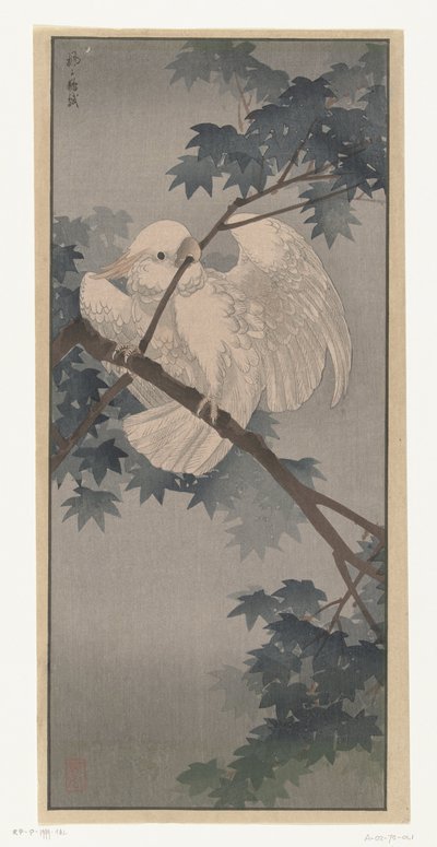 树上的黄冠凤头鹦鹉 作者 大原光尊（归属于）