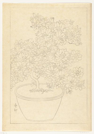 盆栽杜鹃花 作者 大原功臣