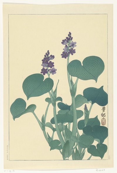 开花的玉簪 作者 大原功臣
