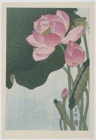 盛开的荷花 作者 大原功臣