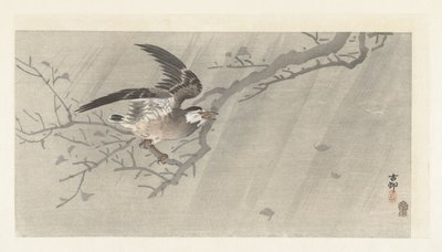 暴风雨中的灰椋鸟 作者 大原功臣