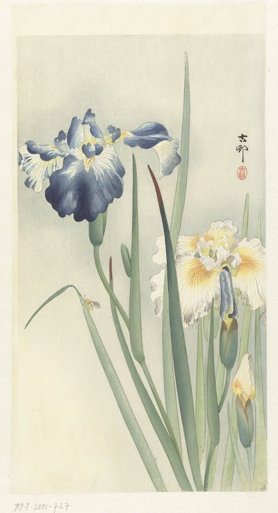 鸢尾花 作者 大原功臣
