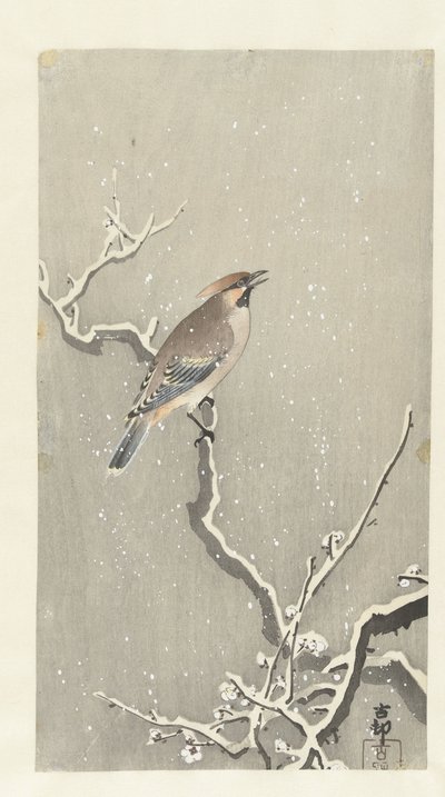 雪枝上的腊翅鸟 作者 大原功臣