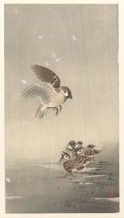 环麻雀与幼鸟 作者 大原功臣