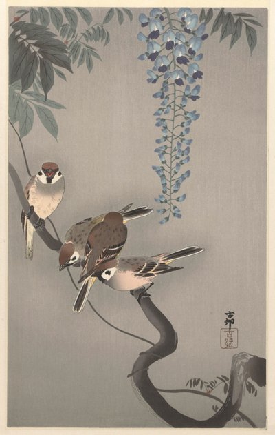 紫藤附近的环斑麻雀 作者 大原功臣