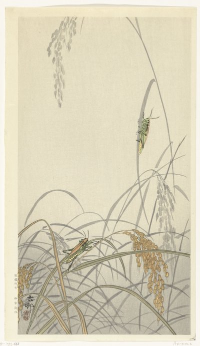 稻株上的蚱蜢 作者 大原功臣