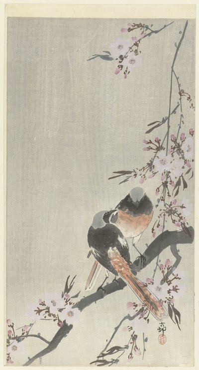 两只镜面红尾樱花 作者 大原功臣