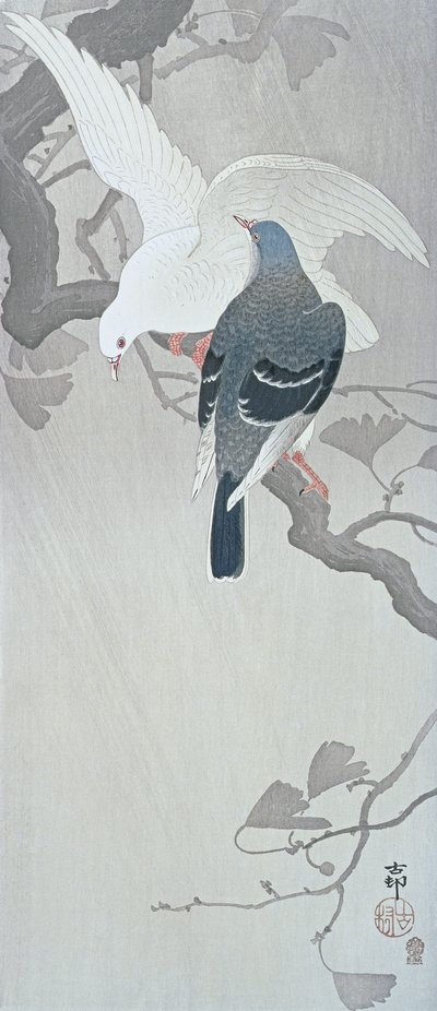 雨中的两只鸽子在银杏树的树枝上 作者 大原功臣