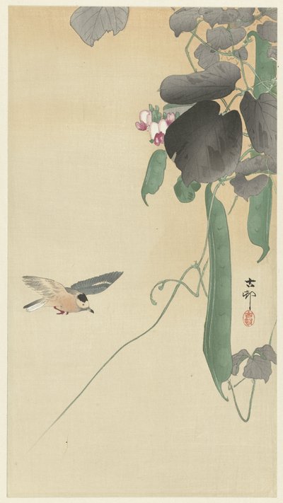 鸟儿在开花的豆科植物上 作者 大原功臣