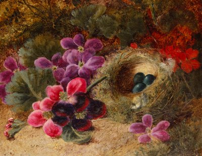 鸟的巢和天竺葵 作者 奥利弗·克莱尔