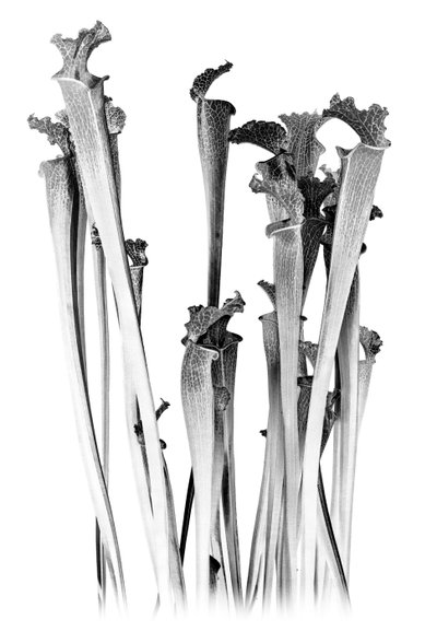 食肉动物，2020 年（数字混合媒介） 作者 