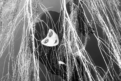 拉德拉，2023 年（数字混合媒介） 作者 