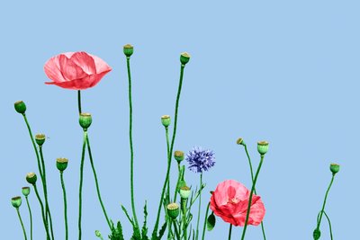 芭芭拉-罗莎，2019（数字混合媒介） 作者 