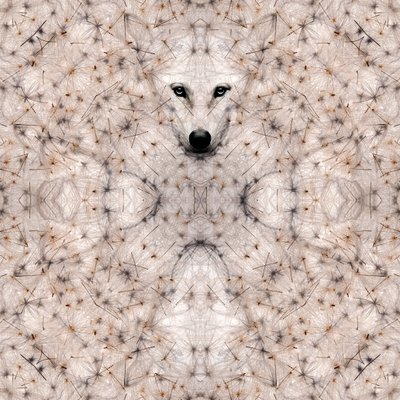 半红斑狼疮，2023 年（数字混合媒介） 作者 