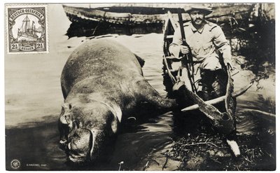德国猎人与河马，德国东非，c.1910 作者 奥托·海克尔