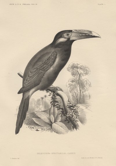 Selenidera Spectabilis，Bowo und Co.的Litho，1850 作者 奥托·科勒