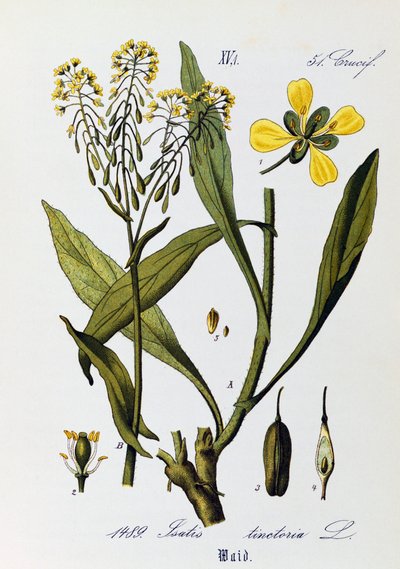 菘蓝（Isatis tinctoria）的叶、果和花，Otto Wilhelm Thome（1840-1925 年）的作品，选自 Flora von Deutschland, Osterreich und der Schweiz（《德国、奥地利和瑞士植物志》）。 作者 奥托·威廉·托马斯