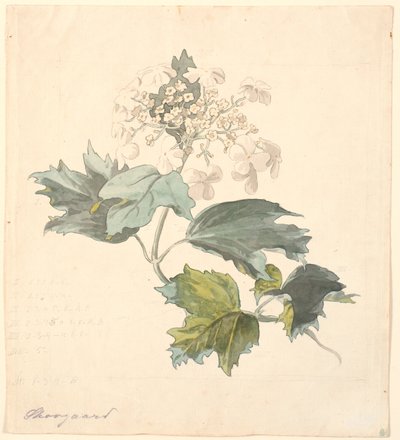 石灰木。(Viburnum）。 作者 PC Skovgaard
