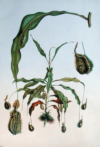 Nepenthes Hookeriana，来自E. Alphano的 "Les Promenades de Paris "的植物图版，由L. Stroobant雕刻，约1867-73年（彩色平印）。 作者 P.（后）兰博特