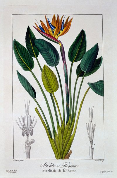 天堂鸟或仙鹤花，出版。1836. 作者 Panacre Bessa
