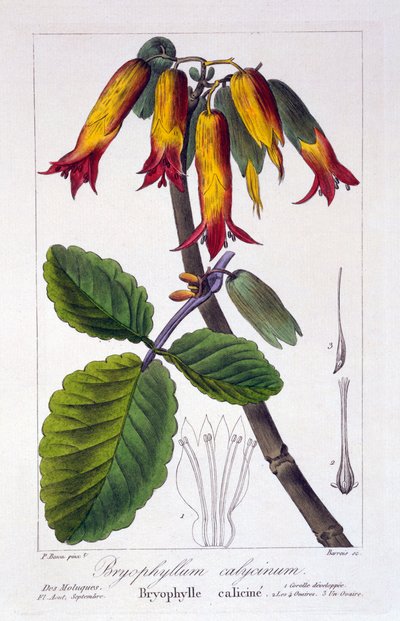 Bryophyllum calycinum, pub.1836. 作者 Panacre Bessa