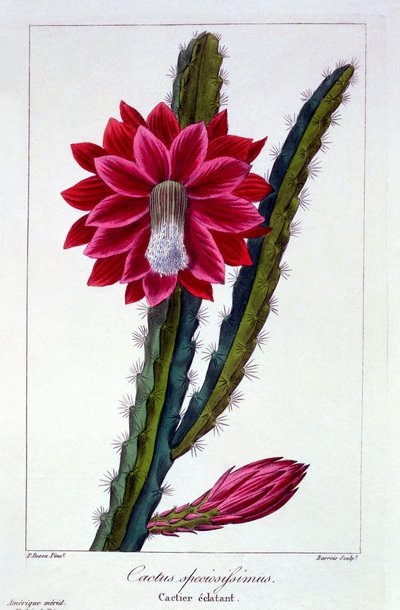仙人掌》，出版。1836. 作者 Panacre Bessa