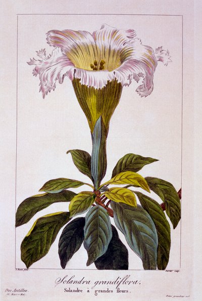 Chalice Vine, pub.1836. 作者 Panacre Bessa