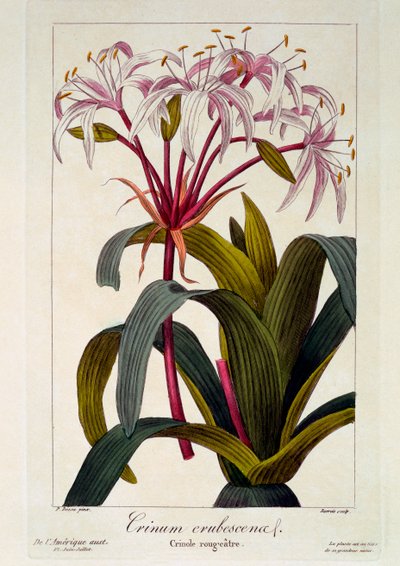 Crinum erubescens, pub. 1836. 作者 Panacre Bessa