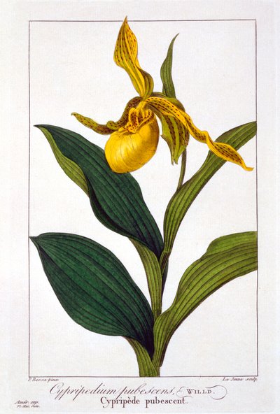 Cypripedium, pub.1836. 作者 Panacre Bessa