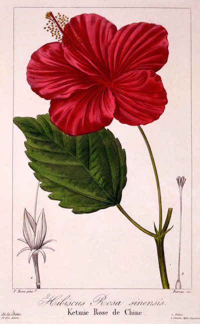 芙蓉花：H. rosa-sinensis, pub.1836. 作者 Panacre Bessa