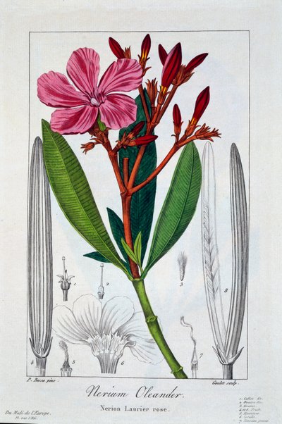 Nerium Oleander, pub.1836. 作者 Panacre Bessa