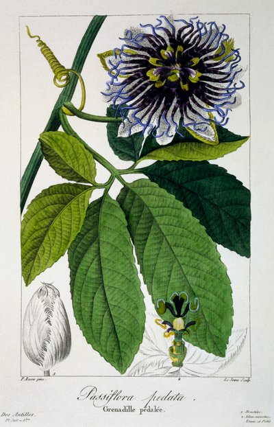 Passiflora pedata or Passion Flower, pub.1836. 作者 Panacre Bessa