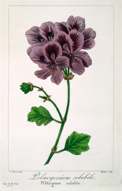Pelargonium, pub.1836. 作者 Panacre Bessa