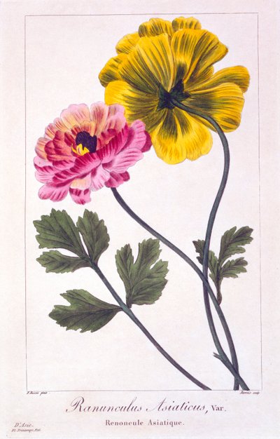 波斯毛茛，出版。1836.   作者 Panacre Bessa
