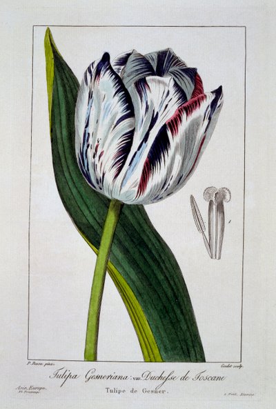 郁金香：托斯卡纳公爵夫人》，出版。1836. 作者 Panacre Bessa