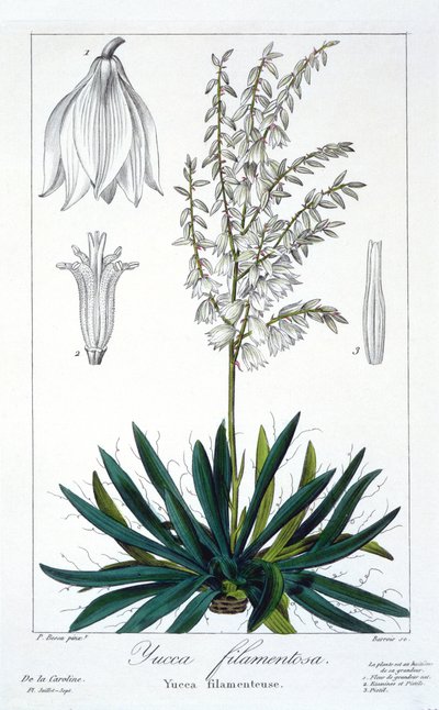 Yucca filimentosa, pub.1836. 作者 Panacre Bessa