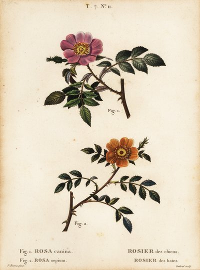 Dog rose、Rosa canina、Rosier des chien 1 和小叶甜蔷薇、Rosa sepium、Rosa agrestis、Rosier des hedges 2 作者 贝萨·潘克拉斯（之后）