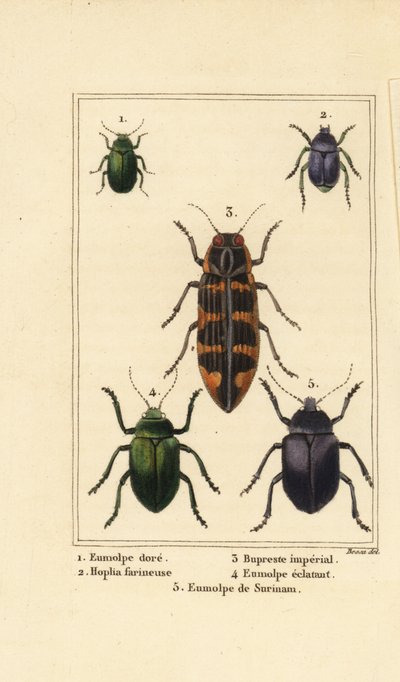 Dogbane beetle, Chrysochus gilded 1, 2 Silver Pleurophorus, Banksia Jewel beetle, Imperial Cyrioides 3, Eumolpus Shining 4, 5 和 Eumolpus surinamensis 作者 贝萨·潘克拉斯（之后）