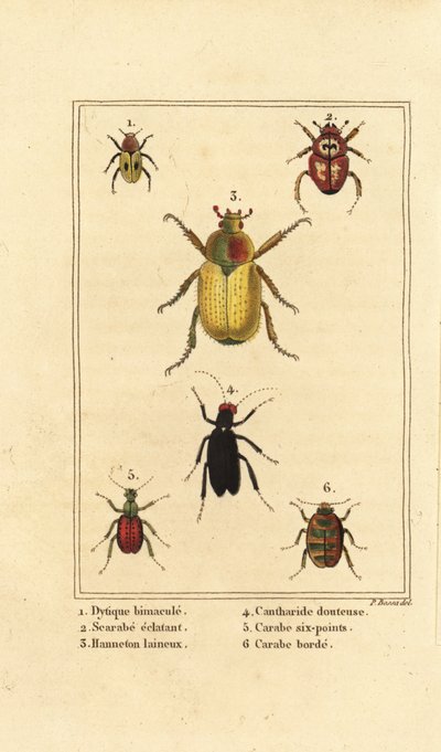 Dytiscus bimaculatus 1, scarab 2, cockchafer, Melolontha melolontha 3, Cantharis beetle 4, Carabus sexpunciatus 5 and Omophron limbatum 6 作者 贝萨·潘克拉斯（之后）