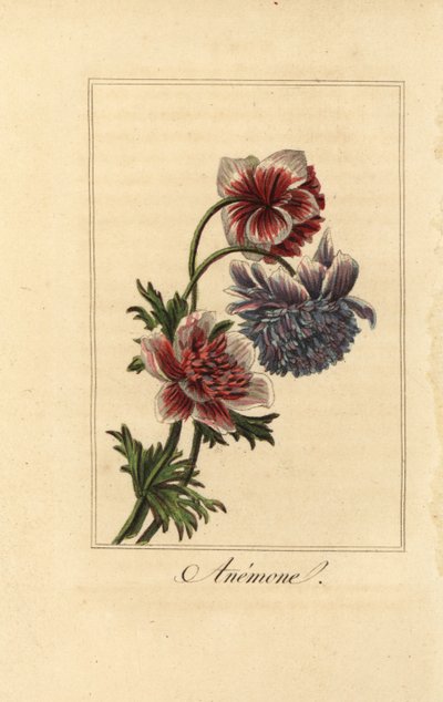 杂交罂粟花, Anemone coronaria 作者 贝萨·潘克拉斯（之后）