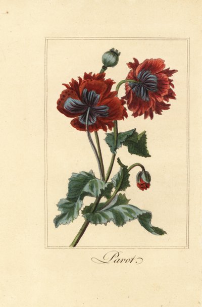 罂粟的杂交品种，帕沃特，Papaver rhoeas 作者 贝萨·潘克拉斯（之后）