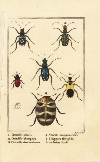 虎甲虫、Cicindela sinuata 1、Cicindela campestris 2、Cicindela sexguttata 3、Nitidula sanguinolenta 4、各种地毯甲虫、Telephore flavipede 5、Anthrenus verbasci 6 作者 贝萨·潘克拉斯（之后）