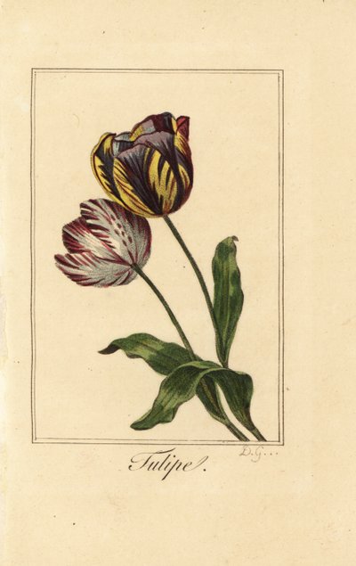 Varieties of tulip, tulipe, Tulipa gesneriana 作者 贝萨·潘克拉斯（之后）
